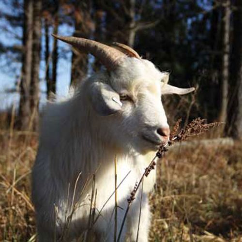 Raising Goats for Land Clearing